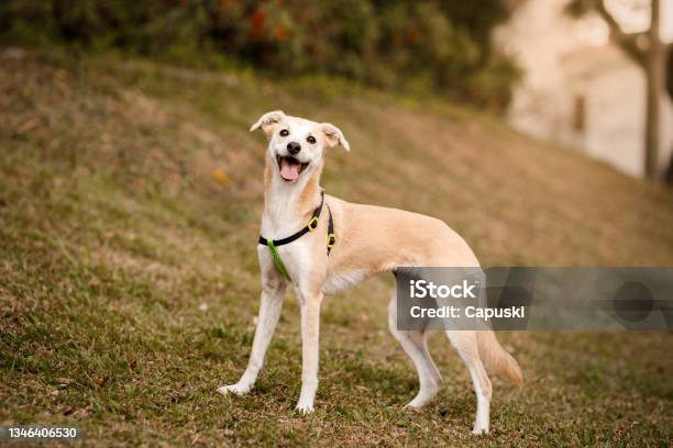 Portrait Of A Happy Skinny Dog Stock Photo - Download Image Now - Dog, Slim, Beauty