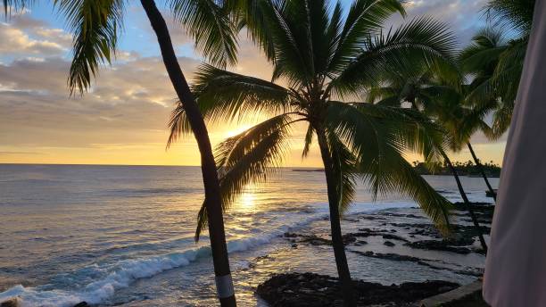Palm trees in the sun