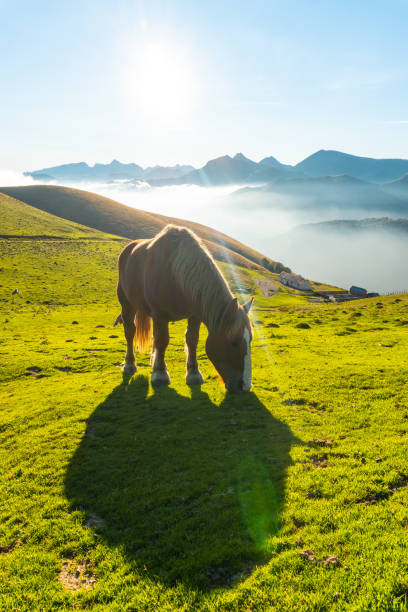 Free horses at sunrise on top of Mount Larrau. In the forest or jungle of Irati, Pyrenees-Atlantiques of France stock photo