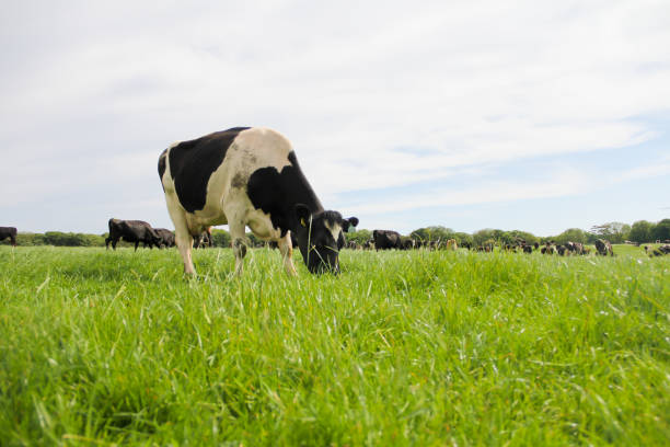 Black and white dairy cow grazing contentedly relaxed and happy while other cows graze behind. Methane and greenhouse gases a big problem with cattle being farmed this way this natural way of farming is under threat. stock photo