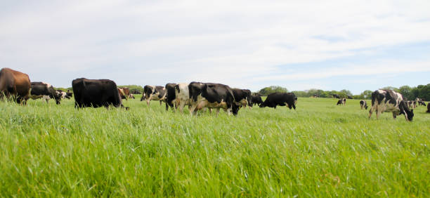 istock Cows grazing contentedly in grassy meadow in Pembrokeshire, a sight that is getting rarer every year as intensive farming and worries over cows,methane and global warming increase. 1346410662