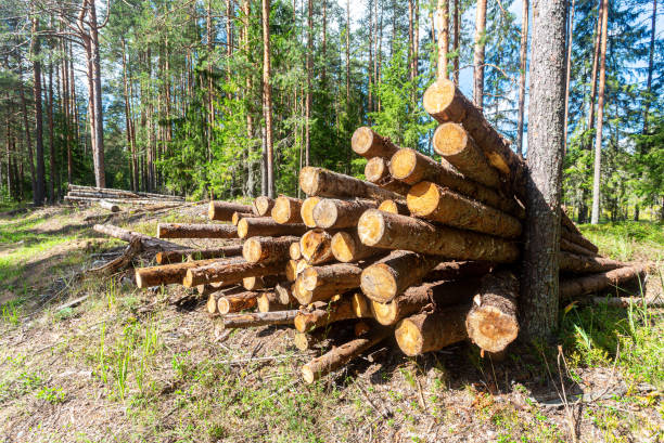 istock Forrest industry, stacked timber in a forrest 1346411115
