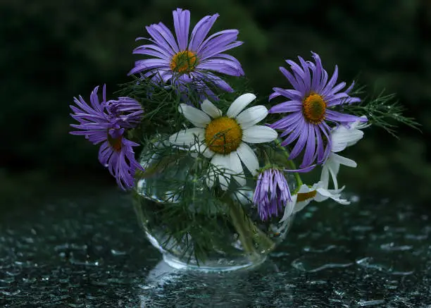 Beautiful purple daisies in a transparent round vase on a beautiful blurred green background. A beautiful bouquet daisies.Flowers background. Ecology. Postcard. Greetings. Gift. Incredible flowers.