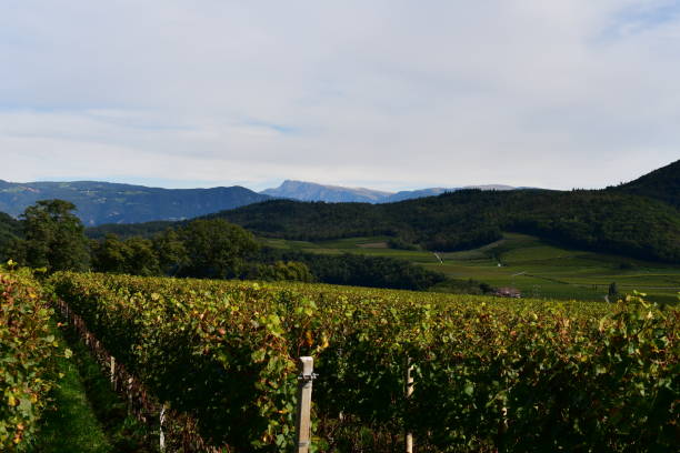 istock Vineyards around Caldaro in Southtyrol 1346411931