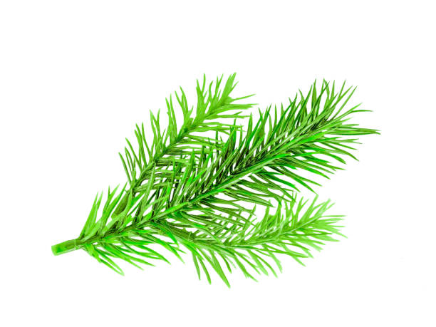 istock A small green branch of the Christmas tree 1346412264