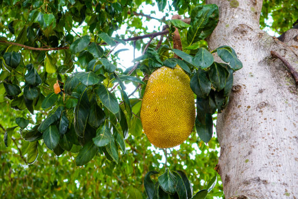 jackfruit - owoce tropikalne - chlebowiec zdjęcia i obrazy z banku zdjęć