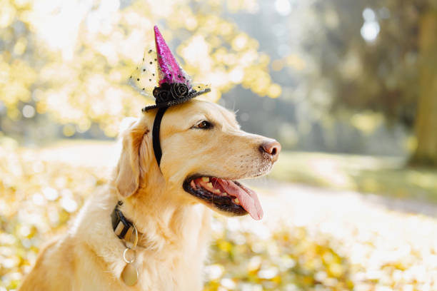 retrato de un perro golden retriever con sombrero de bruja en halloween - golden retriever dog autumn leaf fotografías e imágenes de stock