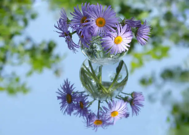 A beautiful bouquet daisies.Flowers background.Beautiful purple daisies in a transparent round vase on a beautiful blurred green background.  Ecology. Postcard. Greetings. Gift. Incredible flowers.