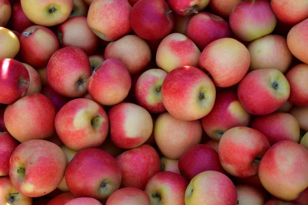 istock Apples at a￼ market stall ready for sale 1346414585
