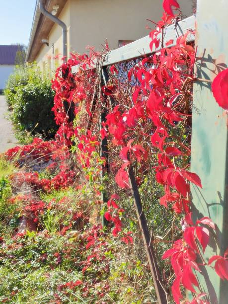 istock Colours of autumn 1346414857