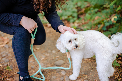 A young woman walking her dog enjoys this beautiful outdoor nature park in Portland Oregon. Her dog is a purebred Poodle.