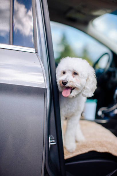 istock Happy Dog Enjoys Car Trip 1346416259