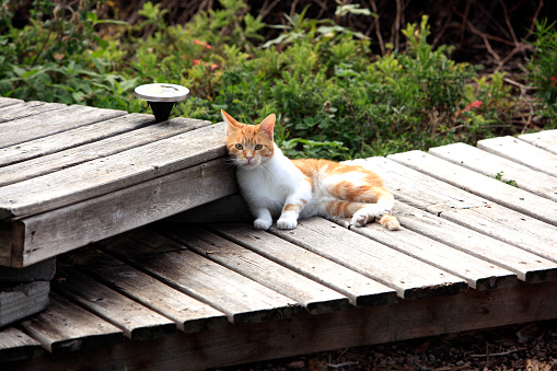 An Orange and White Tabby cat lounging on a wooden dock.