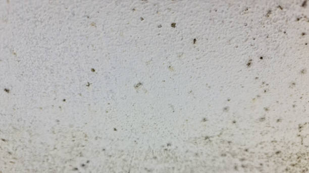 istock The Mold on the surface close-up. Black mold. 1346418227
