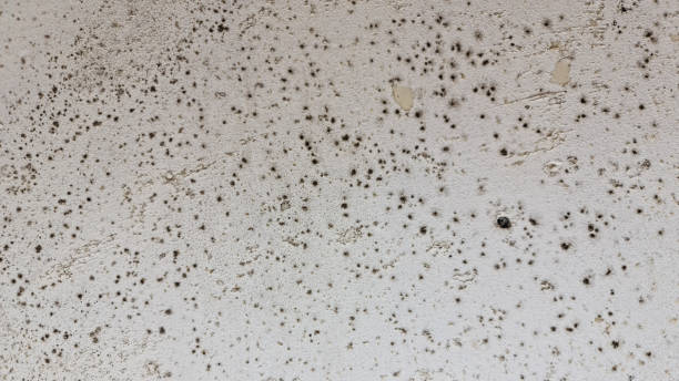 istock The Mold on the surface close-up. Black mold. 1346418281