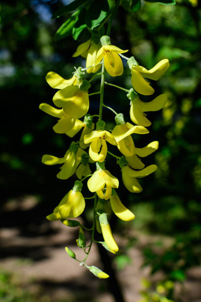 Tree with yellow flowers and buds of Laburnum anagyroides, the common laburnum, golden chain or golden rain, in full bloom in a sunny spring garden, beautiful outdoor floral background Tree with yellow flowers and buds of Laburnum anagyroides, the common laburnum, golden chain or golden rain, in full bloom in a sunny spring garden, beautiful outdoor floral background bright yellow laburnum flowers in garden golden chain tree image stock pictures, royalty-free photos & images