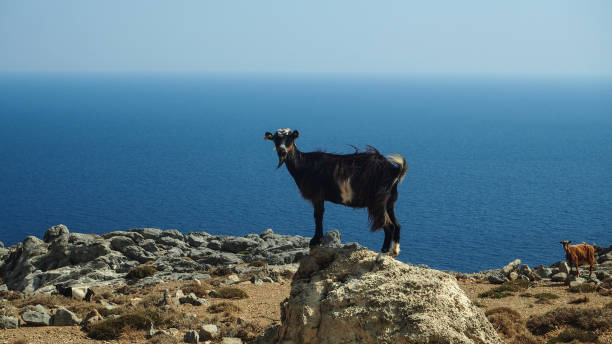istock Goat on rock, Crete coast 1346420512