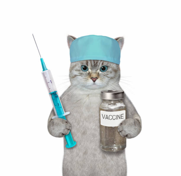 istock Cat ash holds syringe and vaccine 1346420919