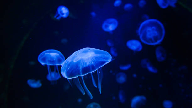 istock Life under the sea - jellyfish 1346420950