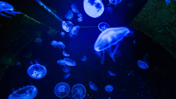 istock Life under the sea - jellyfish 1346420986