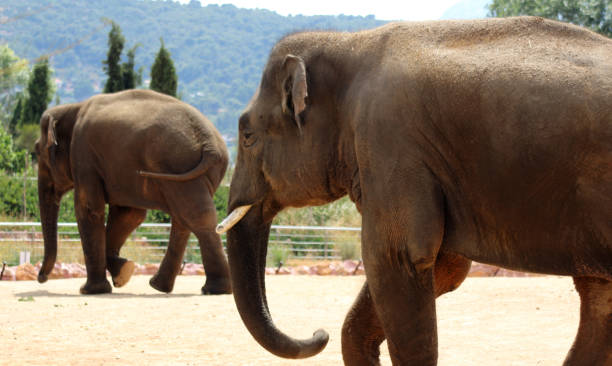 istock Couple of elephants 1346421075