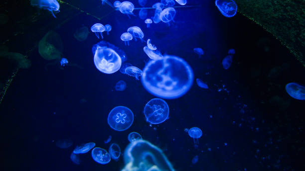 istock Life under the sea - jellyfish 1346421101