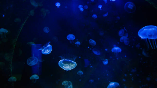 istock Life under the sea - jellyfish 1346421124