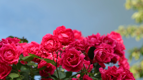Garden roses.Lush bush of pink red roses. Blurred floral background with red flowers roses. Red roses on a background of the sky. A place for the text.Many flowers.soft focus.natural floral background