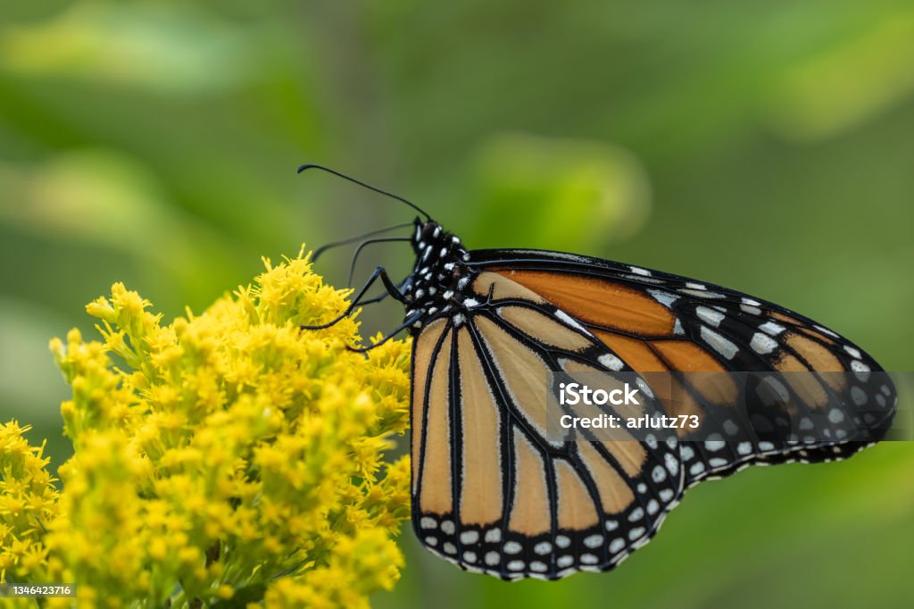 Monarch Butterfly on Yellow Wildflower Monarch Butterfly (danaus plexippus) feeding on yellow wildflower in summer meadow Butterfly - Insect Stock Photo
