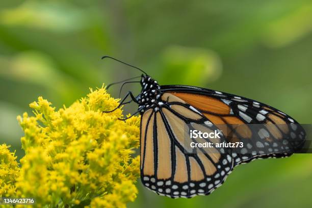 Monarch Butterfly On Yellow Wildflower Stock Photo - Download Image Now - Butterfly - Insect, Goldenrod, Close-up