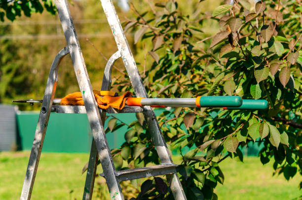 istock Seasonal pruning trees with pruning shears. Gardener pruning fruit trees with pruning shears. Taking care of garden 1346424799