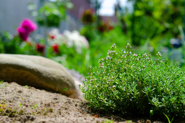 Green Lemon Thyme. Thymus Citriodorus plant, close up. Aromatic seasoning cooking ingredients. Thyme herb growing in garden. Organic herbs green thyme plant, macro