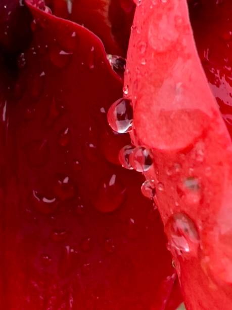 istock Red Cockspur Coral Tree Flower Petals with Raindrops 1346426037