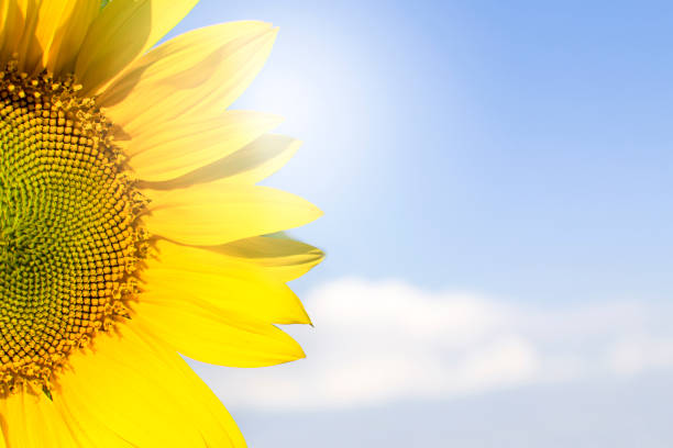 istock Yellow blooming sunflower on a blue clear sky background with copy space 1346426234