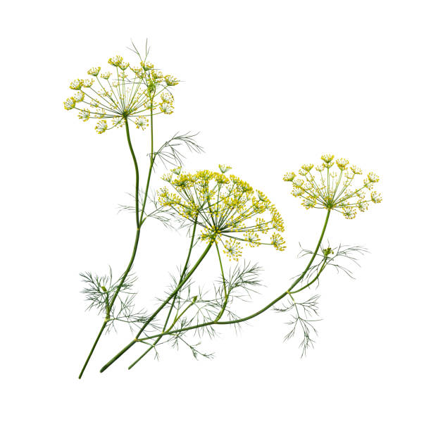 istock Branch of fresh green dill 1346426368