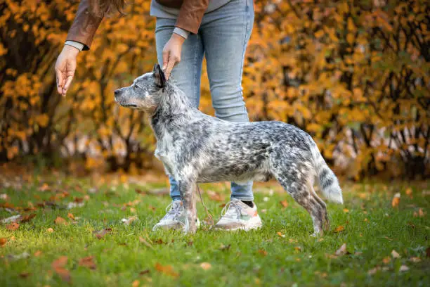 Beautiful male dog of australian cattle dog breed or blue heeler performing obedience with owner at  exhibition or show at nature