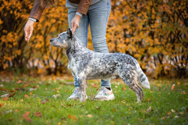 belo cão macho da raça de cão de gado australiano ou heeler azul realizando obediência com o dono em exposição ou show na natureza - show dog - fotografias e filmes do acervo