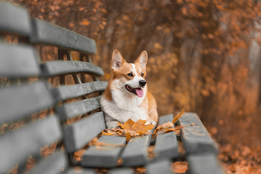 Portrait of happy red welsh corgi pembroke breed dog lying down on bench near fallen leaves at autumn nature in park