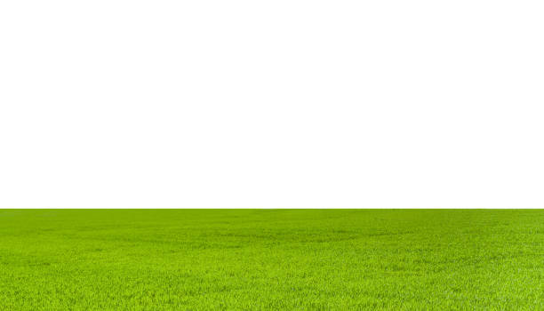 istock green grass field isolated on white background 1346427348
