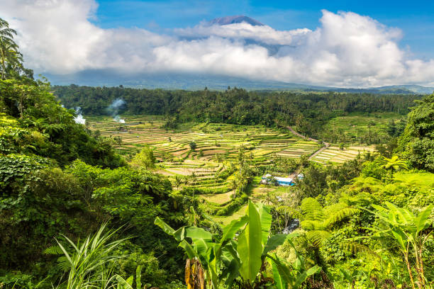 Rice field and volcano Agung, Bali Rice terrace field and volcano Agung on Bali, Indonesia in a sunny day hiding place stock pictures, royalty-free photos & images