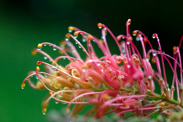 крупным планом красивый цветок banksia после дождя, макросъемка, фон с пространством для копирования - australian culture flower indigenous culture plant стоковые фото и изображения