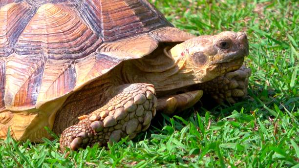 istock close-up on the head of a turtle 1346428309