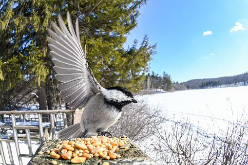 Chickadee spreading its wings about to take flight from a post filled with seeds