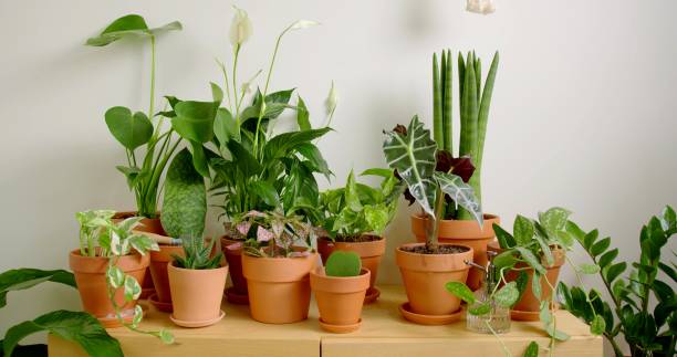 istock photo of green plants 1346429801