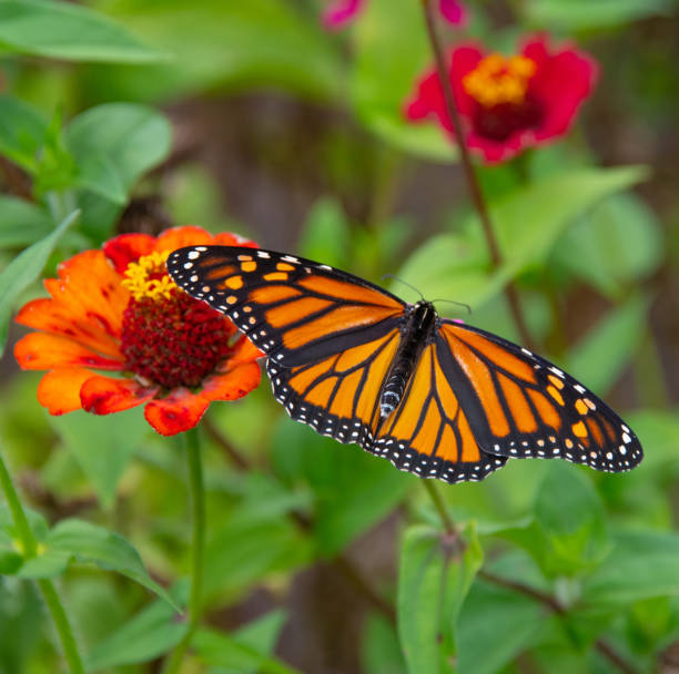 istock Butterfly-orange flower-Howard County Indiana 1346432817