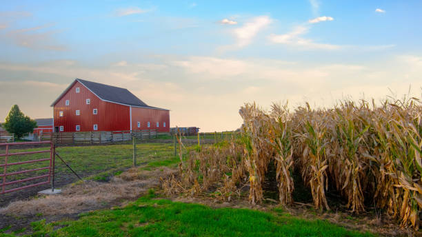 istock Corn Field with Red Barn- Fulton County, Indiana 1346432819