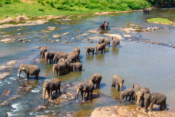 istock Herd of elephants in Sri Lanka 1346433417