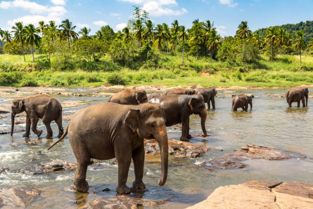 istock Herd of elephants in Sri Lanka 1346433425