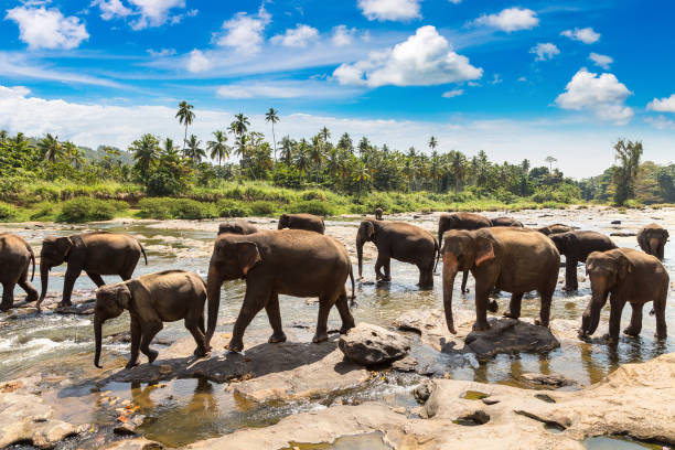 istock Herd of elephants in Sri Lanka 1346433428