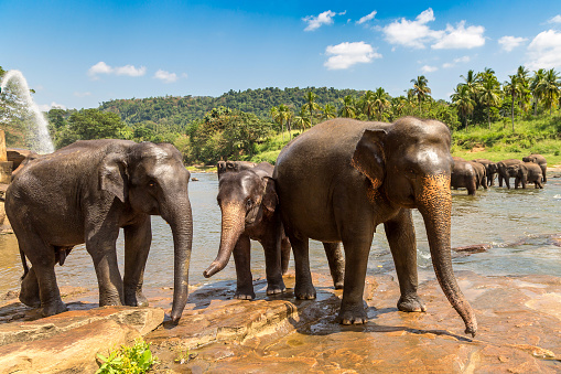 Herd of elephants at the river in Sri Lanka